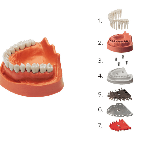 Dental Study Model’s component